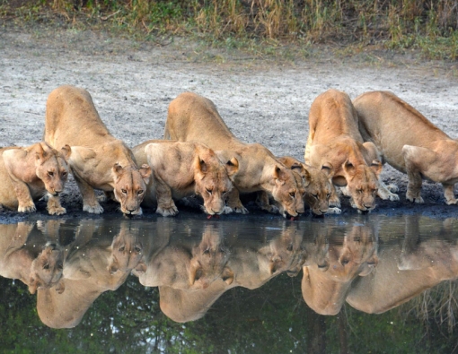 Lake Manyara National Park 