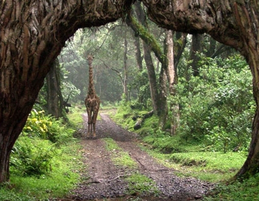 Serengeti National Park 